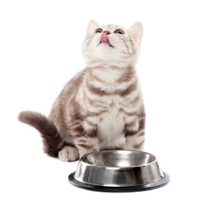Croquettes Chaton Nos Conseils Pour Bien Les Choisir