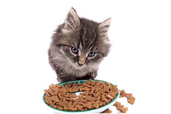 Croquettes Chaton Nos Conseils Pour Bien Les Choisir Croquettes Chaton Nos Conseils Pour Bien Les Choisir