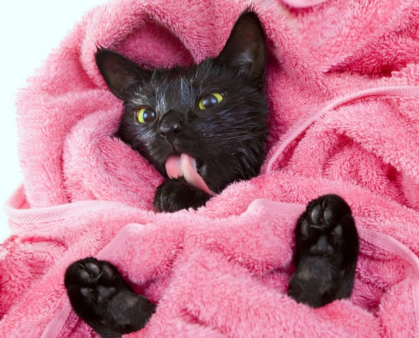 Laver un chaton - Séchage avec une serviette chaude