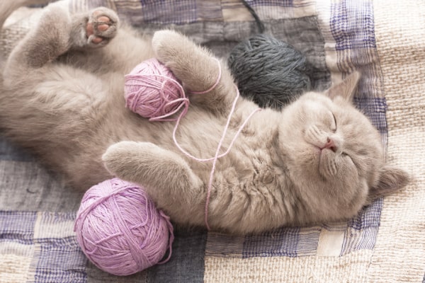 Mutuelle pour chat