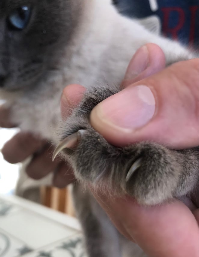 Couper Les Griffes De Son Chat Les Conseils D Une Veterinaire