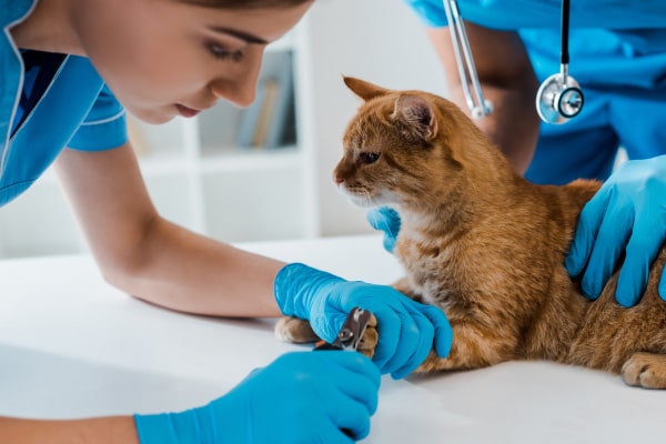 Couper Les Griffes De Son Chat Les Conseils D Une Veterinaire