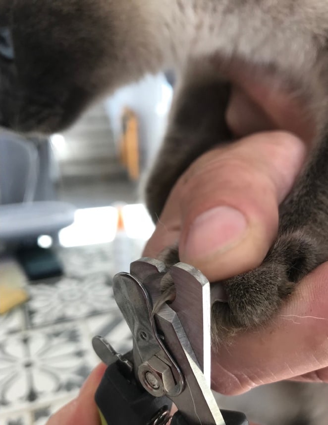 Couper Les Griffes De Son Chat Les Conseils D Une Veterinaire