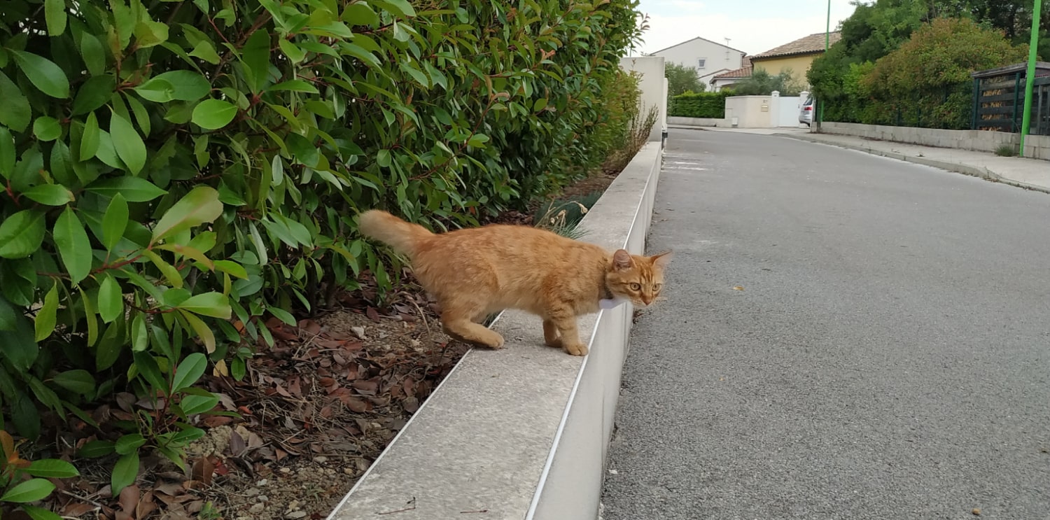 Weenect - Collier pour chat équipé d'un GPS