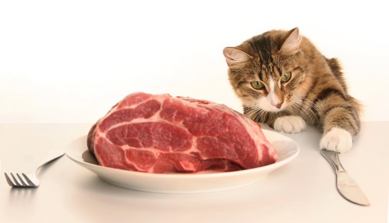 Croquettes pour chat riches en viande