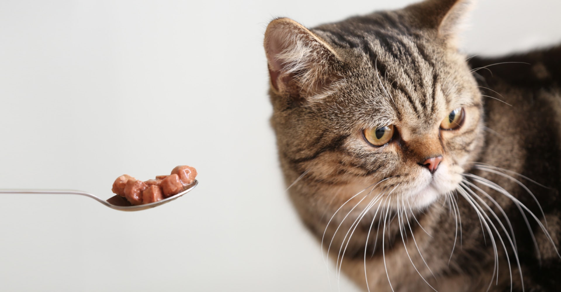 Chat qui mange pas