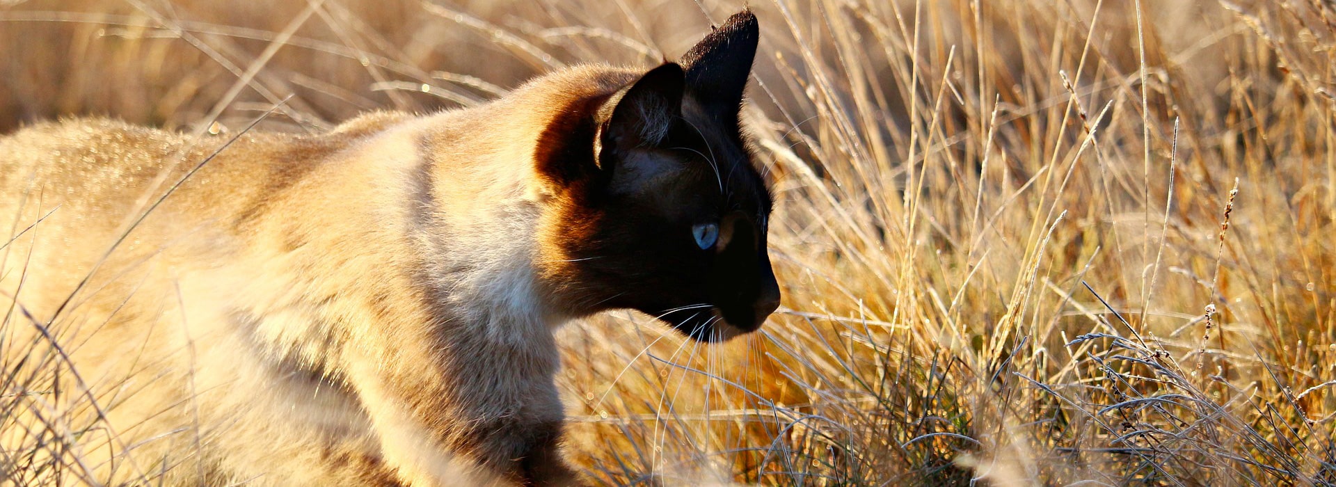 Bio Sans Cereales Quelles Croquettes Choisir Pour Son Chat