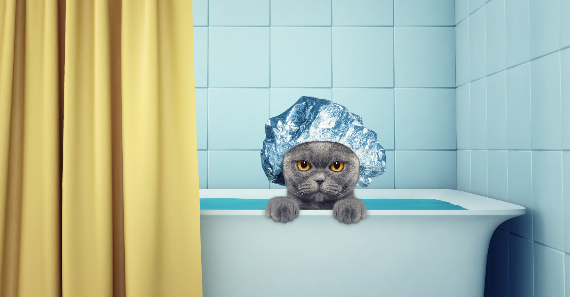 Laver un chat