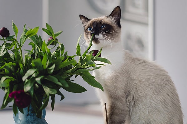 Chat qui mange une plante d'intérieur