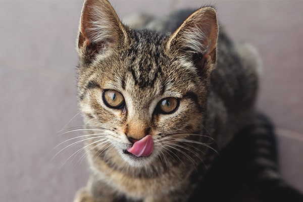 Chat mange sa litière