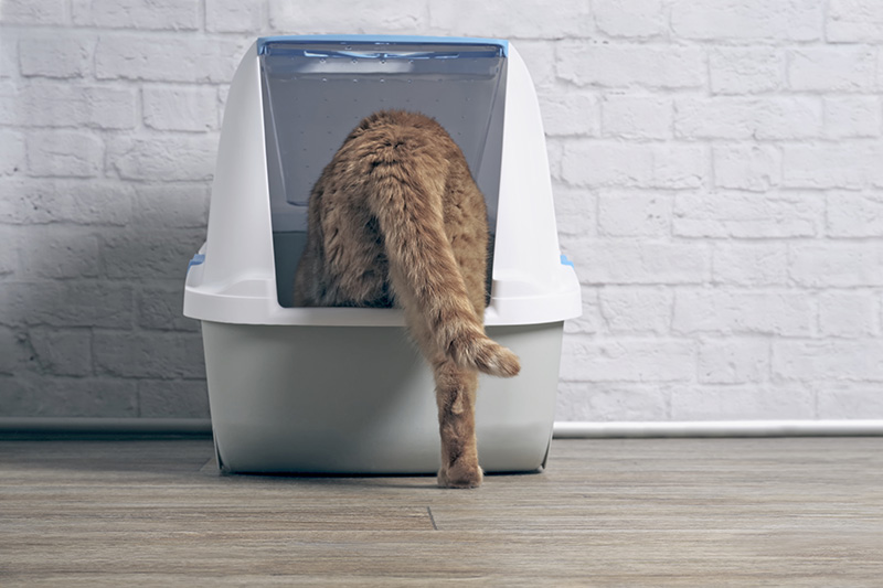 Maison de toilette pour chat