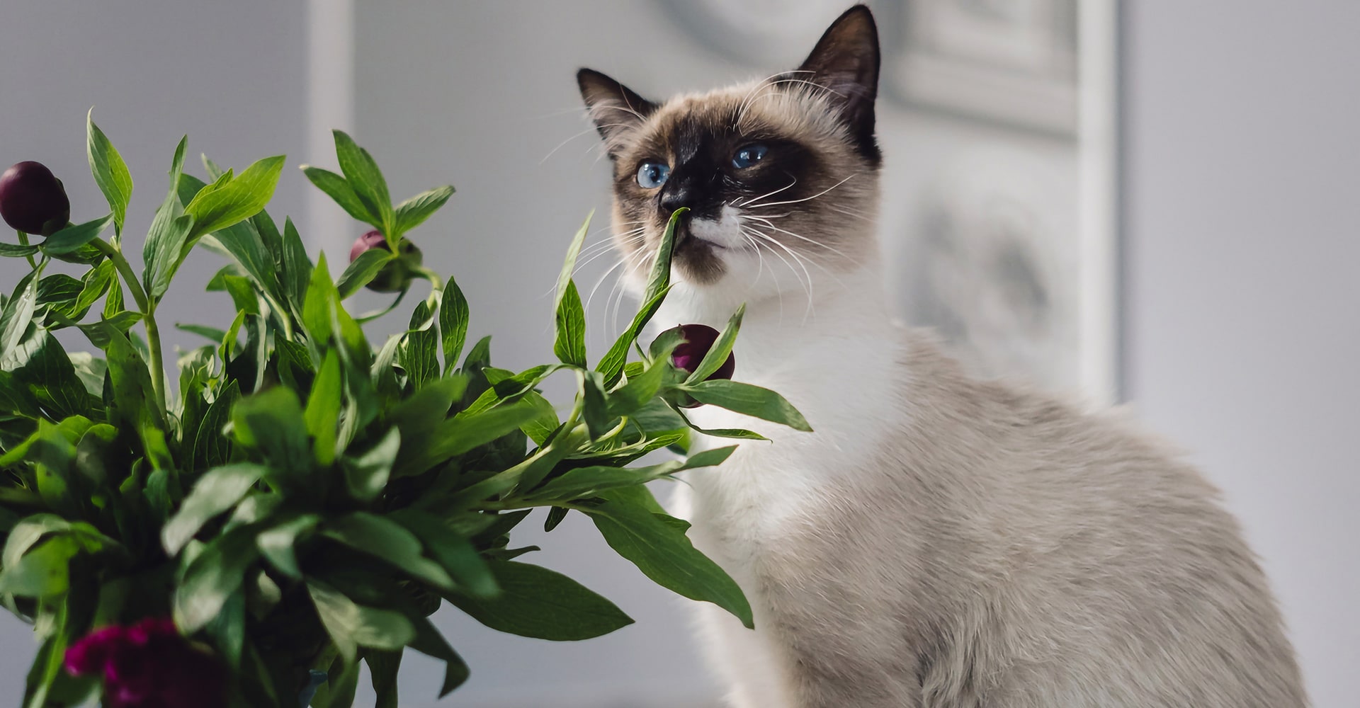 mon chat mange mes plantes