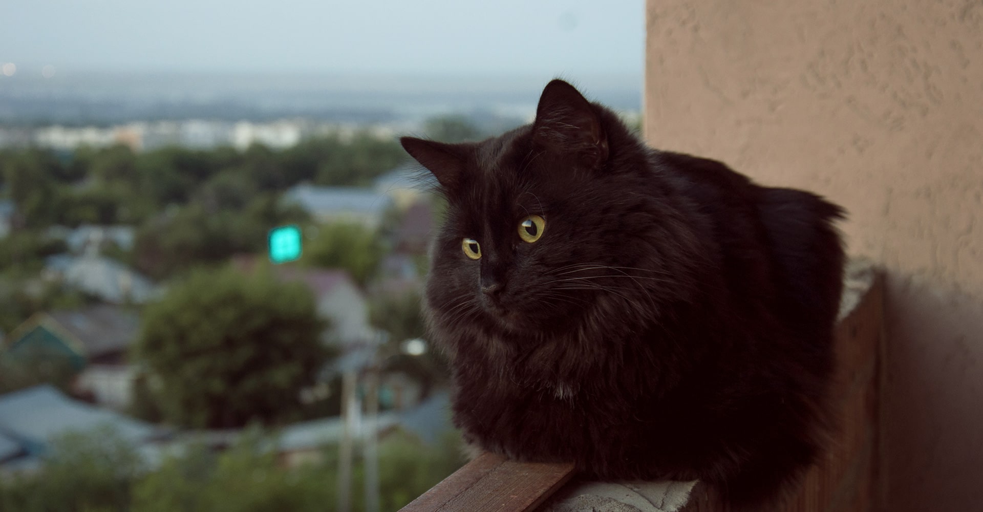 Chat parachutiste