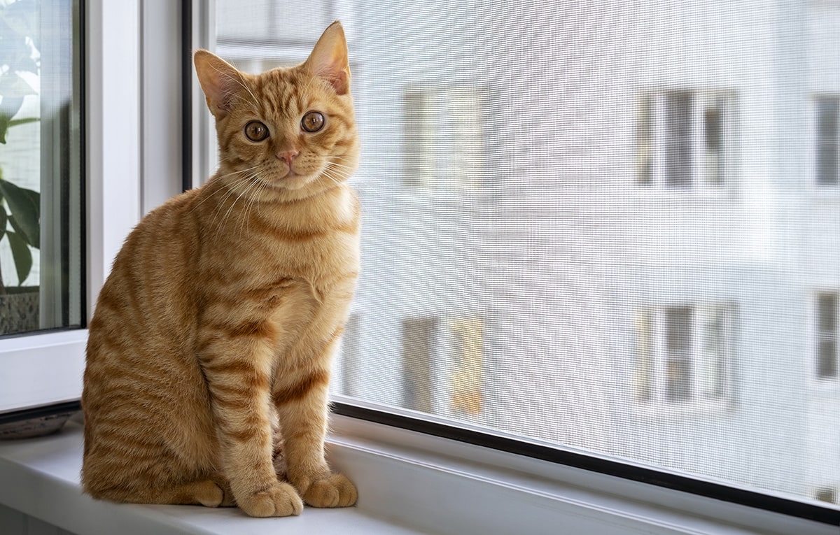 Fenêtre sécurisée pour les animaux de compagnie