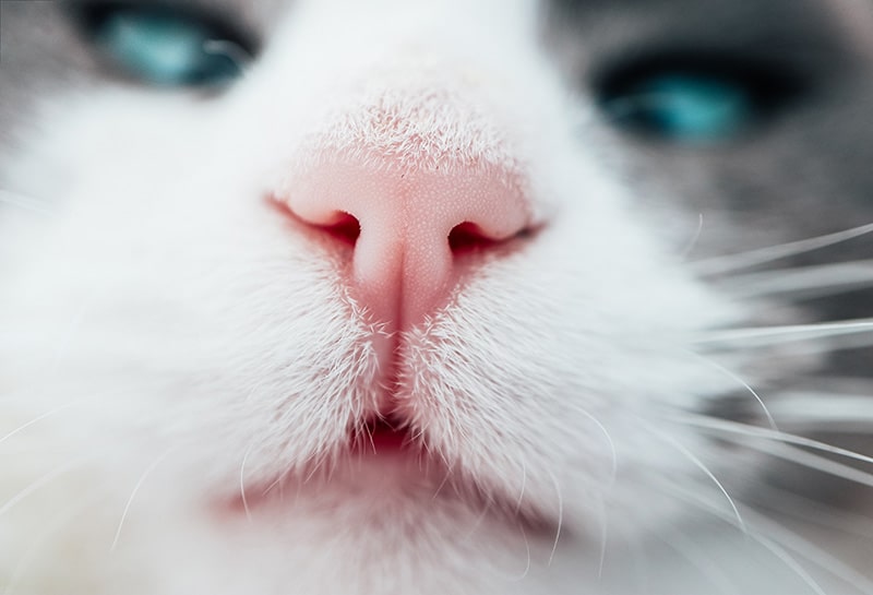 Litière chat parfumée - Sens de l'odorat