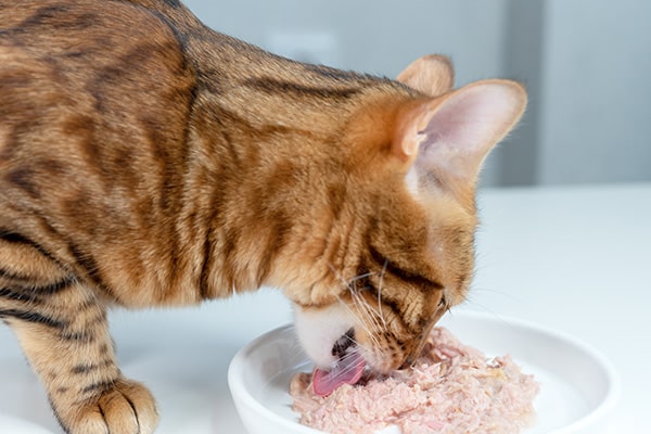 Peut on donner du thon en boîte à un chat