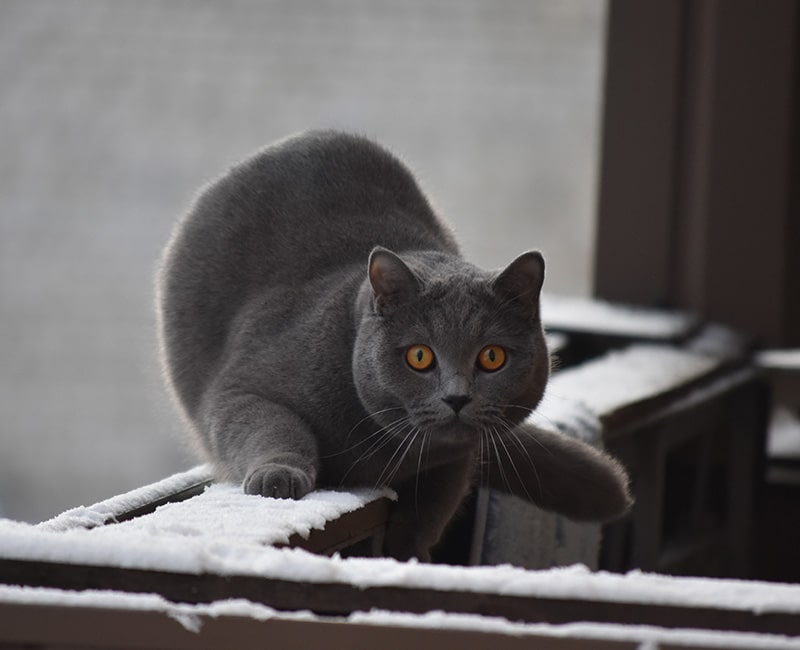 Santé du chat - Risque de chute