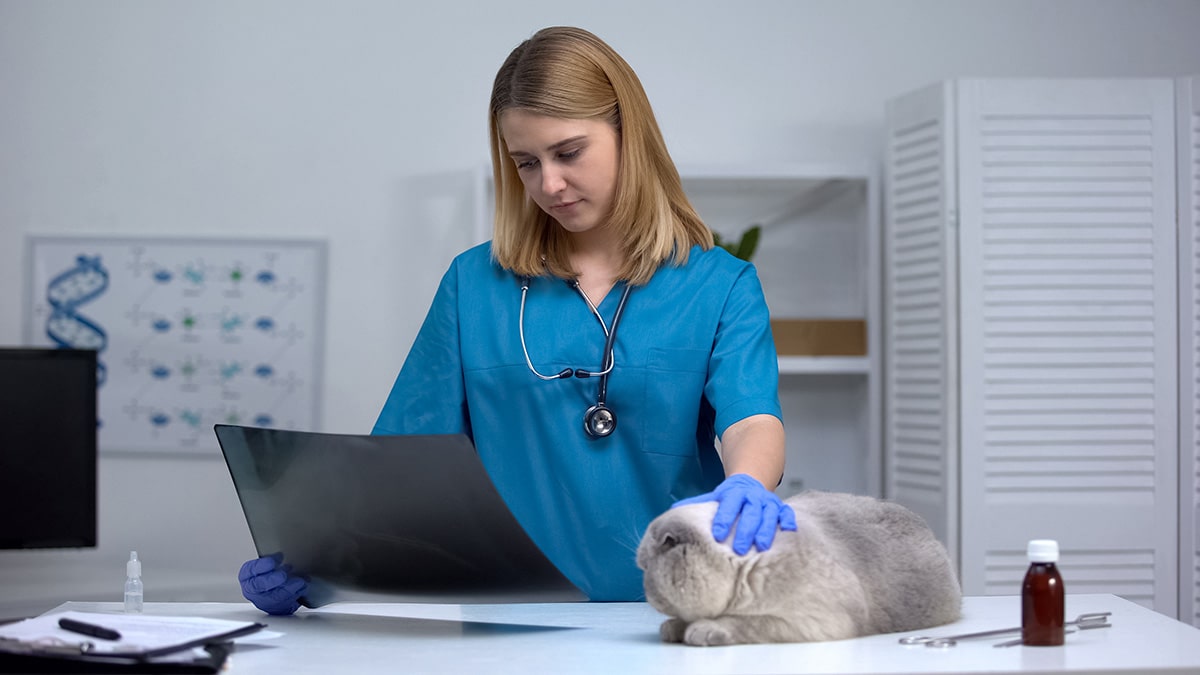 Soins vétérinaires d'un animal de compagnie