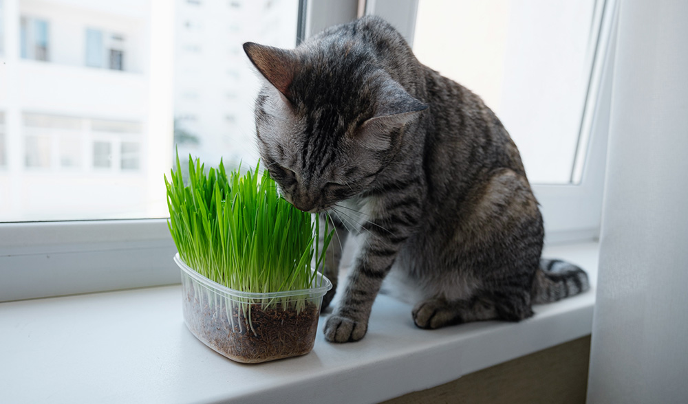 Nepeta cataria contre les troubles digestifs