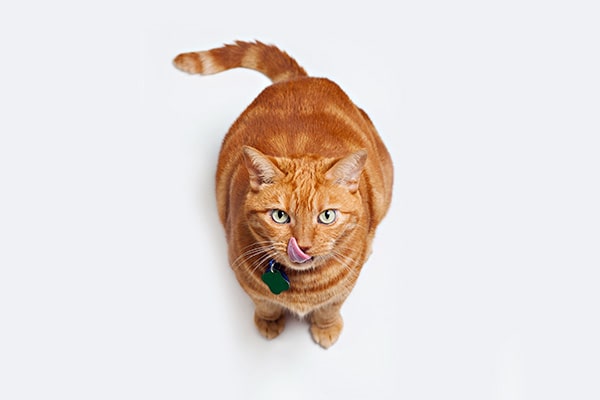 Pâtee pour chat