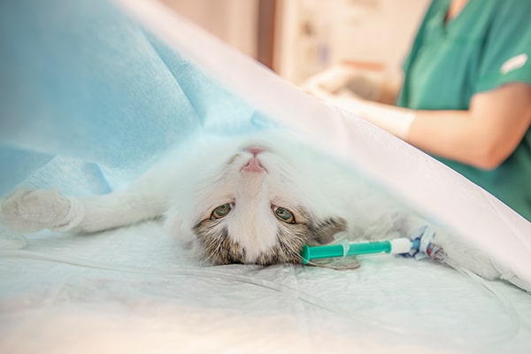Stérilisation d'un chat