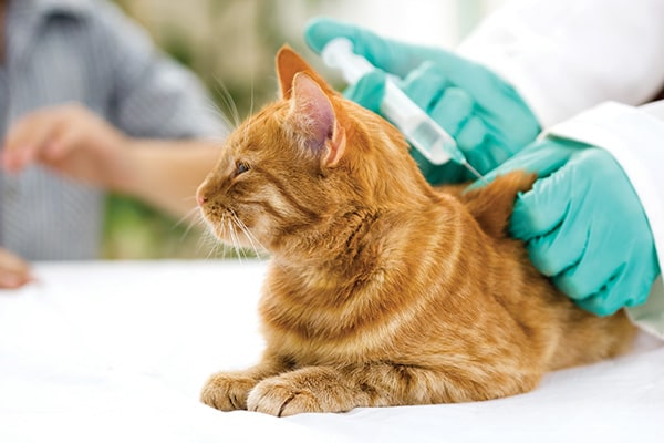 Chat diabétique