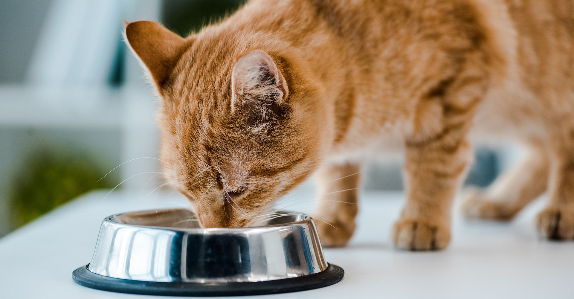 Comment bien conserver les croquettes et pâtées de son chat – Ziggy