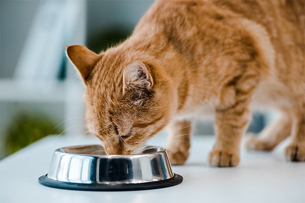 Alimentation du chat diabétique