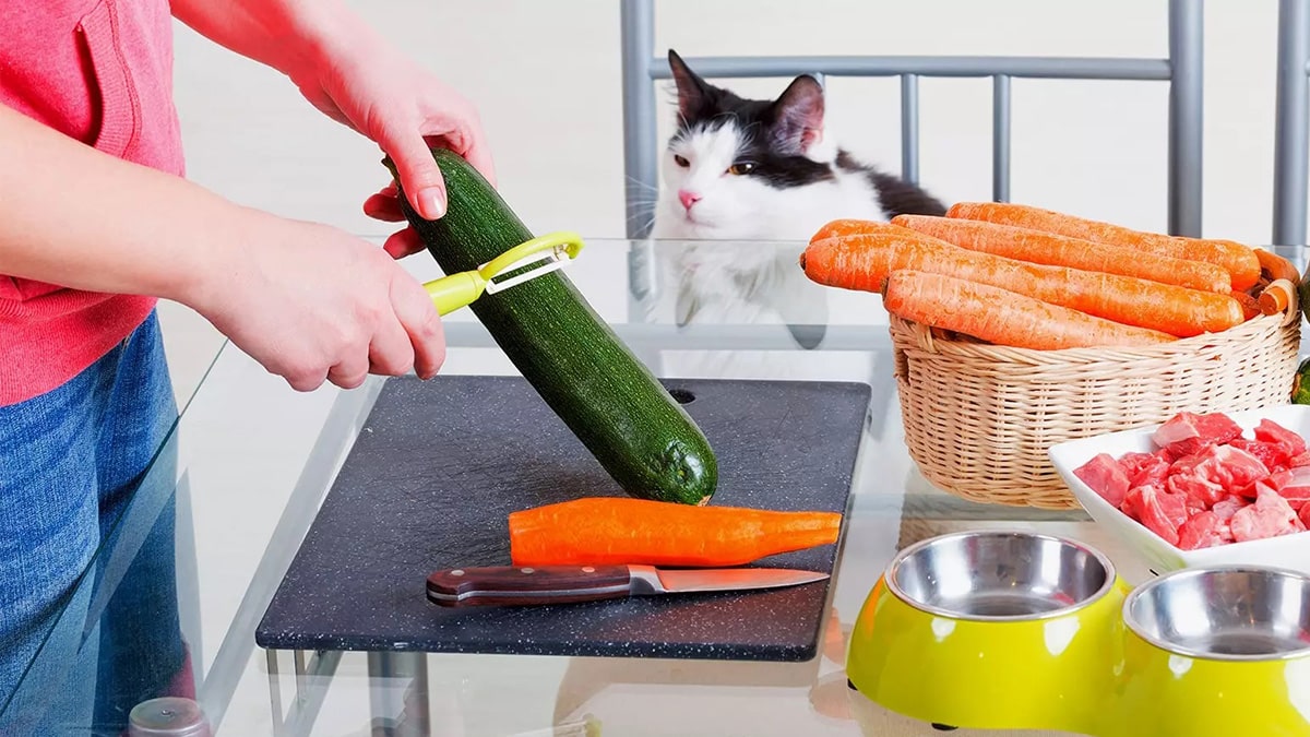 Nourriture chat diabétique