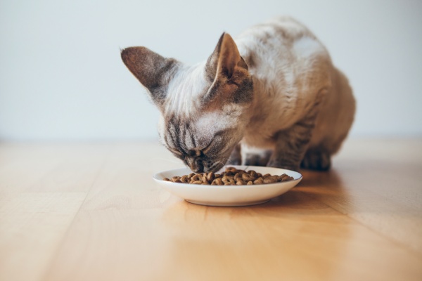 Croquette pour chat insuffisant rénal
