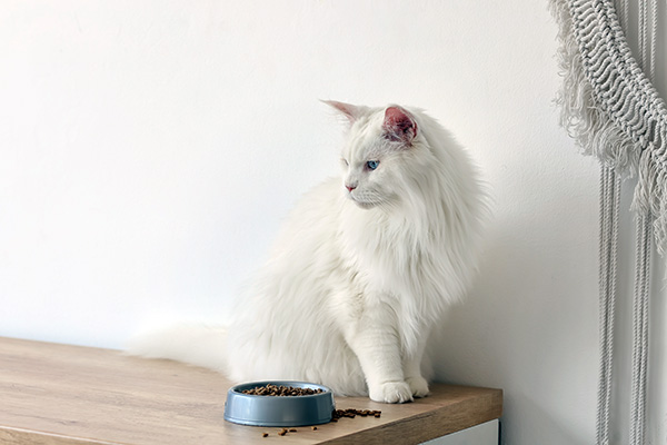 Croquettes Maine Coon