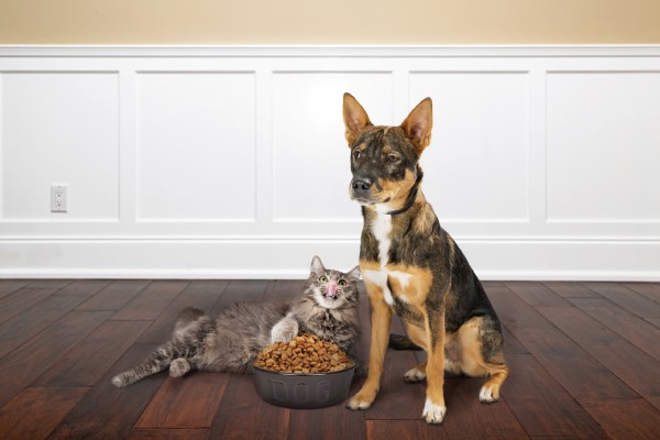 Chat mange croquette chien