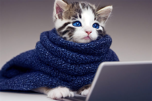 Croquettes pour chatons