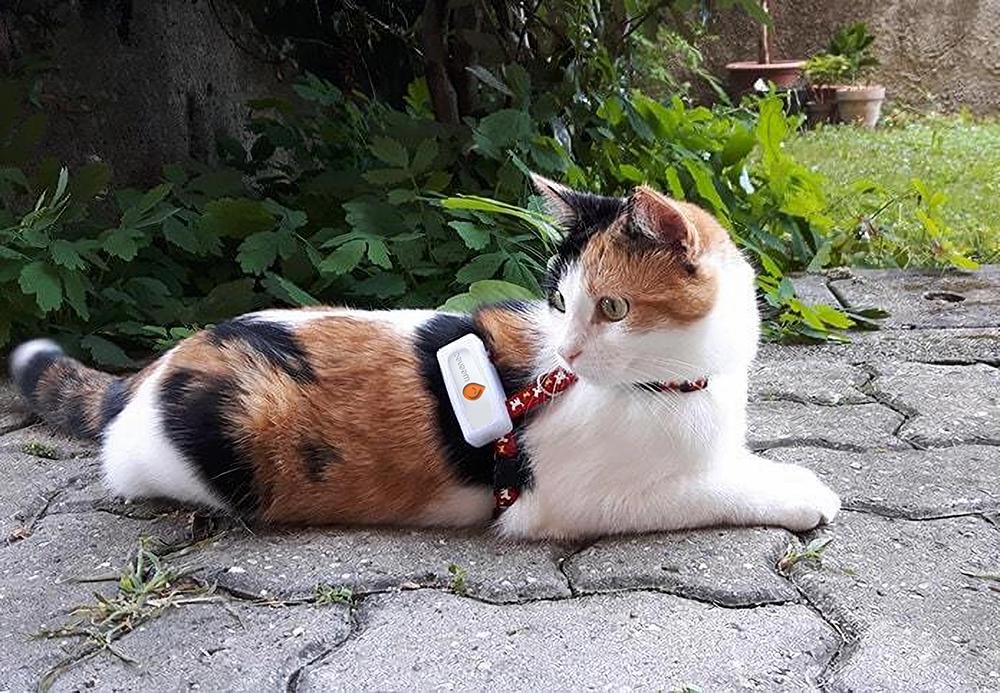 Weenect Cats 2 : Test complet de ce collier traceur GPS pour chat