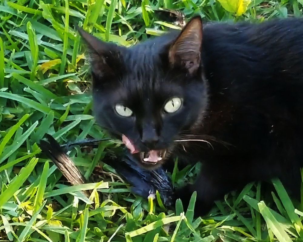 Une nouvelle ère pour l'hygiène du chat.