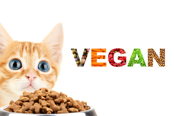 Croquette vegan chat