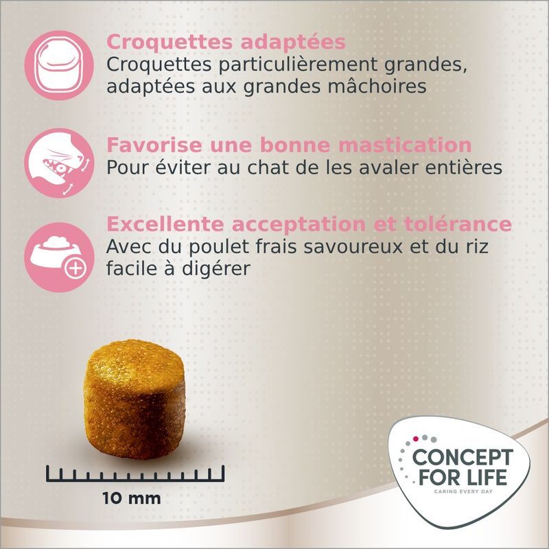 Concept for Life croquettes Maine Coon chaton