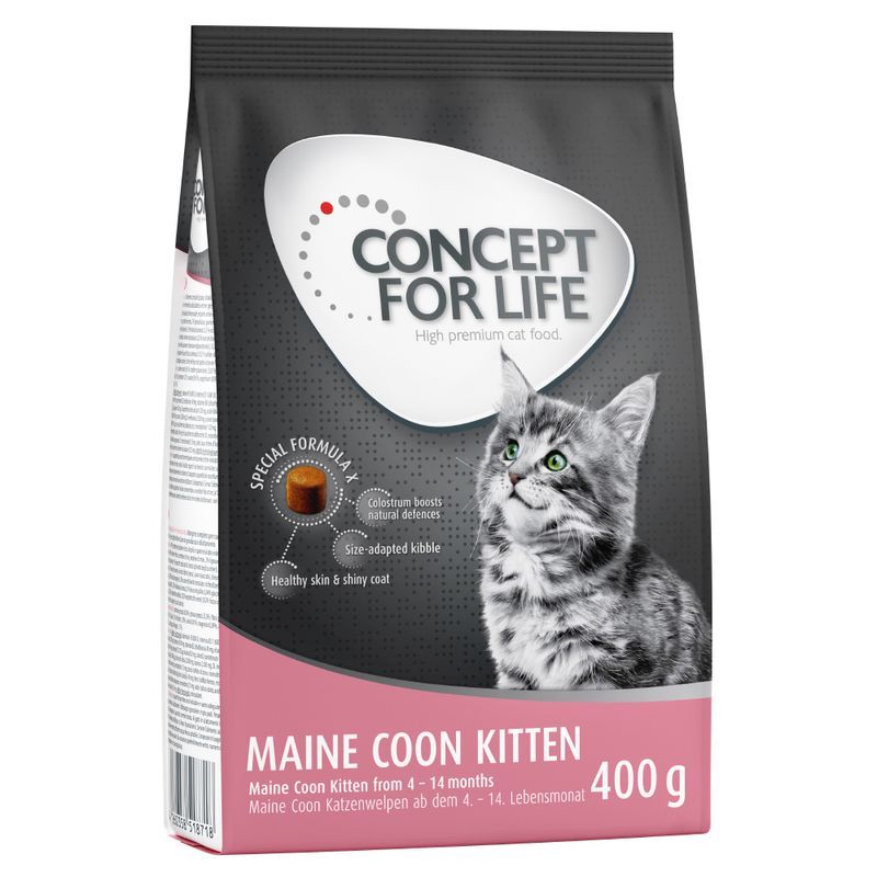 Concept for Life Maine Coon Kitten