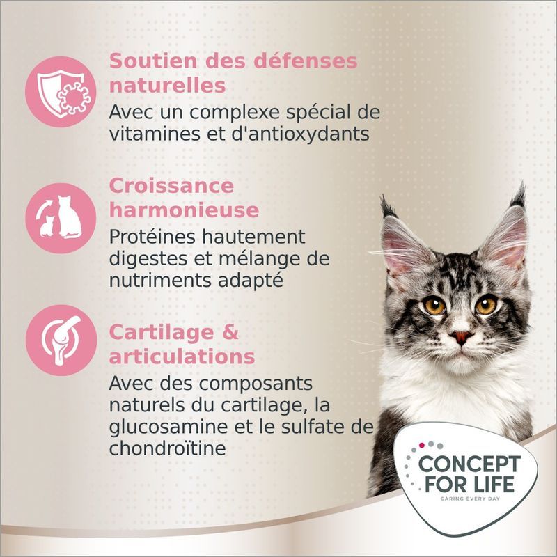 Croquettes Maine Coon Kitten Concept for Life
