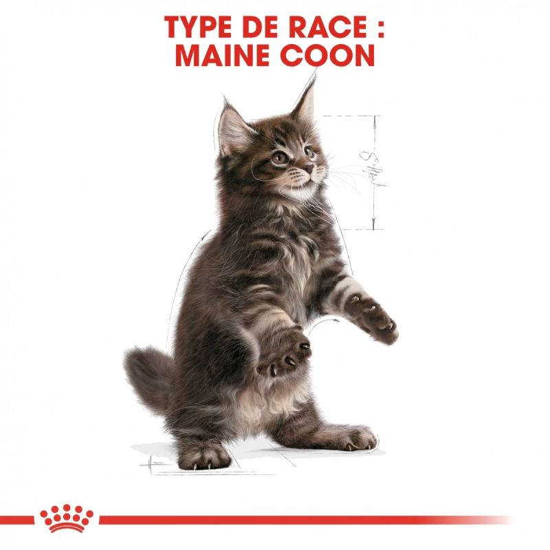 Royal Canin Kitten Maine Coon