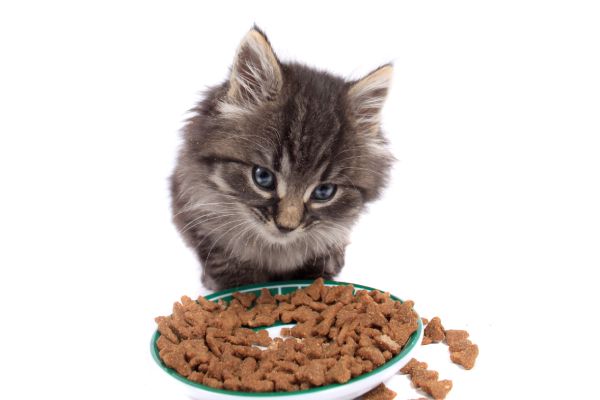 Age croquettes chaton