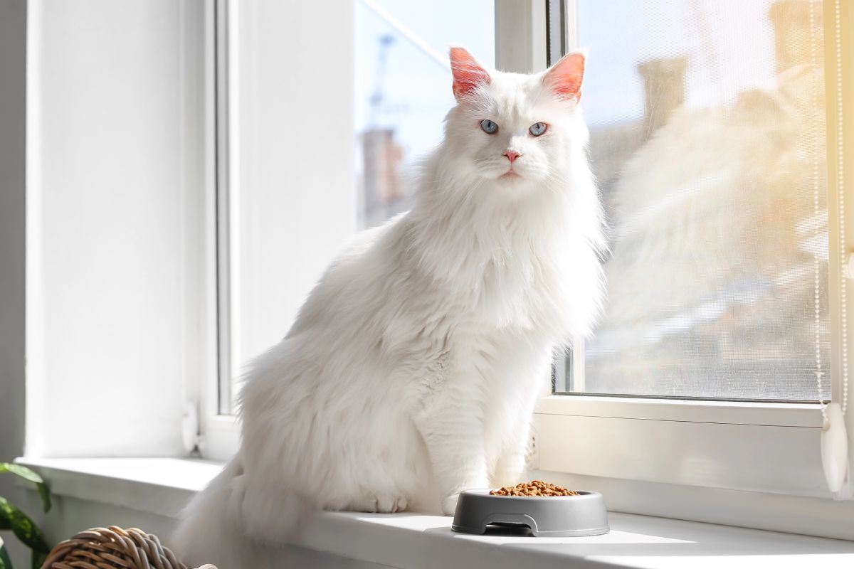 Croquette chaton maine coon jusqu'à quel âge
