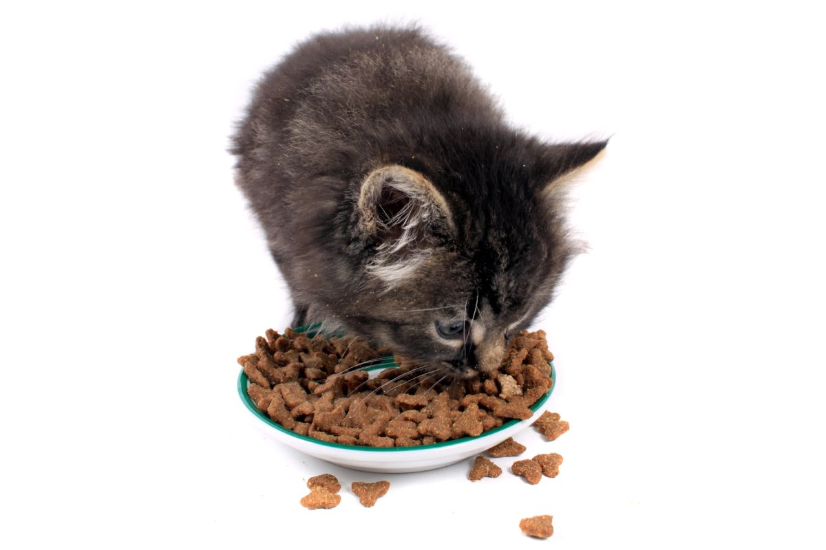 Croquette chaton quel âge